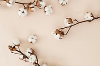 Cotton flower branch on a beige background