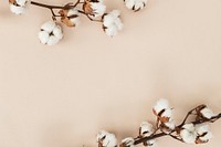 Cotton flower branch on a beige background