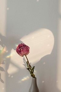 Dried pink peony flower in a gray vase