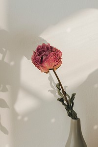 Dried pink peony flower in a gray vase