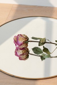 Dried pink rose on a round mirror