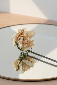Dried white flower on a round mirror