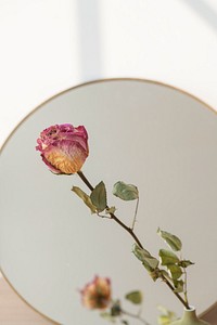 Dried pink rose reflection on a round mirror