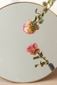 Dried pink rose reflection on a round mirror