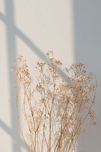 Dried gypsophila with window shadow on a beige wall