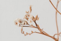 Spring backgrounf with dried white statice flower macro shot