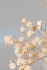 Dried gypsophila flowers macro shot