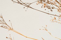 Dried gypsophila on a beige background with design space