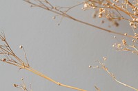 Dried gypsophila on a gray background  with design space