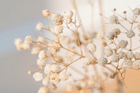 Spring backgound with dried gypsophila flowers