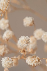 Dried gypsophila flowers macro shot