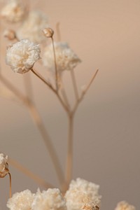 Dried gypsophila flowers macro shot