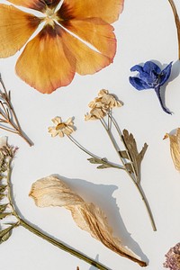 Dried flowers collection on a white wall