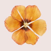 Dried yellow anemone flower
