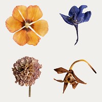 Dried flower collection on a white background mockup