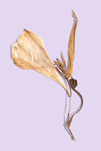 Dried lily flower on a purple background