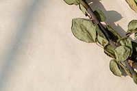 Dried rose branch with leaves on a beige background