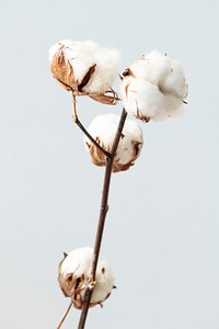 Cotton flower branch on a light blue background