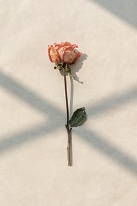 Dried pink rose with a shadow on a background