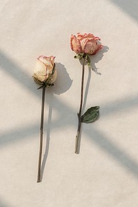 Dried pink and white roses with a window shadow