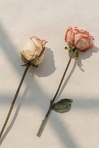 Dried pink and white roses with a window shadow