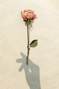 Dried pink rose with a hand shadow on a beige background