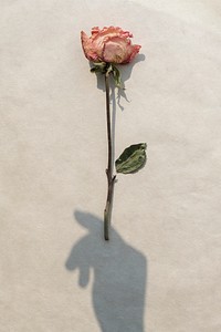 Dried pink rose with a hand shadow on a beige background