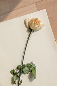 Dried white rose flower on a white paper