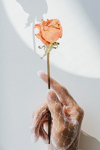 Woman in a lace glove holding a dried orange rose