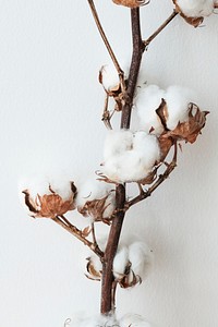 Cotton flower branch on a light blue background