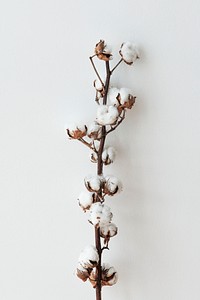 Cotton flower branch on a light blue background