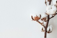 Cotton flower branch on a light blue background