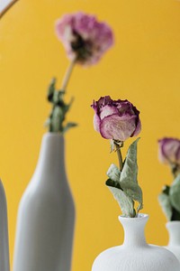 Dried pink roses in vases reflecting in a mirror