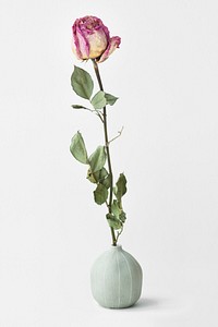 Dried pink rose in a round vase