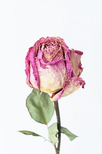 Dried pink rose on a light blue background