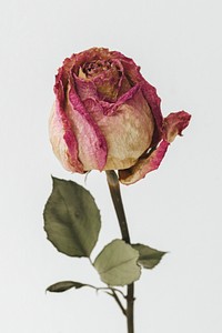Dried pink rose on a light blue background