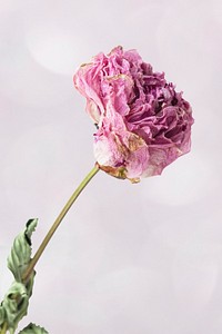 Dried pink peony flower on a purple background