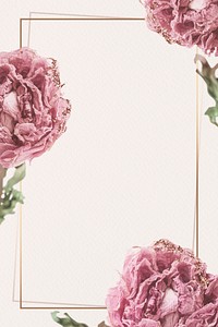 Dried pink peony flower on a gold frame