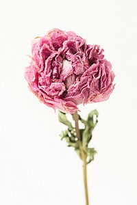 Dried pink peony flower on a white background