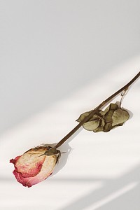 Dried pink rose with a shadow on a background