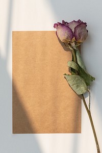 Dried pink rose with a brown card