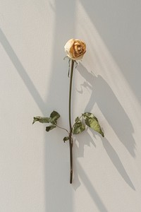 Dried white rose flower with a window shadow on a wall