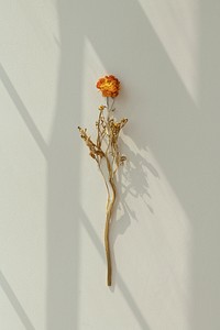 Dry orange ranunculus on a greenbackground