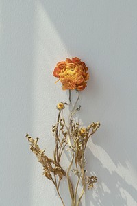 Dry orange ranunculus on a gray background