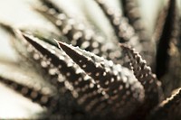 Haworthiopsis fasciata plant closeup background