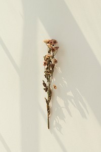 Dried chrysanthemum flower on an off white wall