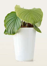 Calathea plant in a white pot