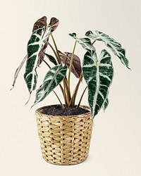 Alocasia polly mockup psd  in a wicker pot