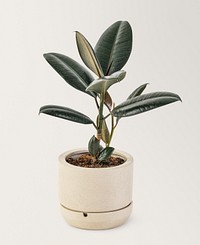 Rubber plant mockup psd air-purifying plant