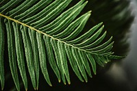 Fern leaf in macro shot nature background